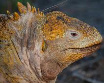 Land iguan   Cerro Dragon, Galapagos Land Iguan, Santa Cruz Island : Cerro Dragon, Galapagos Land Iguan, Santa Cruz Island