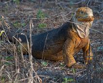 Land iguan   Cerro Dragon, Galapagos Land Iguan, Santa Cruz Island : Cerro Dragon, Galapagos Land Iguan, Santa Cruz Island