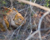 Land iguan   Cerro Dragon, Galapagos Land Iguan, Santa Cruz Island : Cerro Dragon, Galapagos Land Iguan, Santa Cruz Island
