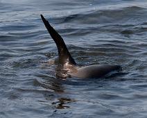 Sjøløve   Santiago Island, Sea lion : Santiago Island, Sea lion