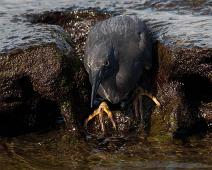 Lava hegre   Lava Heron (Butorides sundevalli), Santiago Island : Lava Heron (Butorides sundevalli), Santiago Island