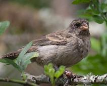 Ground finch   Ground finch, Highland, Santa Cruz Island : Ground finch, Highland, Santa Cruz Island