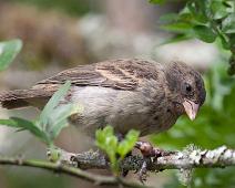 Ground finch   Ground finch, Highland, Santa Cruz Island : Ground finch, Highland, Santa Cruz Island