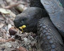 Landskilpadde   Galapagos Landskilpadde, Highland, Santa Cruz Island : Galapagos Landskilpadde, Highland, Santa Cruz Island