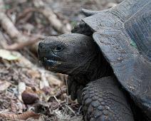 Landskilpadde   Galapagos Landskilpadde, Highland, Santa Cruz Island : Galapagos Landskilpadde, Highland, Santa Cruz Island