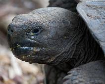 Landskilpadde   Galapagos Landskilpadde, Highland, Santa Cruz Island : Galapagos Landskilpadde, Highland, Santa Cruz Island