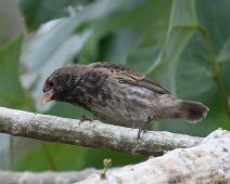 Ground finch   Ground finch, Highland, Santa Cruz Island : Ground finch, Highland, Santa Cruz Island
