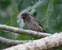 Ground finch   Ground finch, Highland, Santa Cruz Island : Ground finch, Highland, Santa Cruz Island