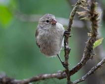 Galapagos fink   Ground finch, Highland, Santa Cruz Island : Ground finch, Highland, Santa Cruz Island