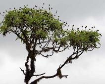 Frukter   Highland, Santa Cruz Island : Highland, Santa Cruz Island