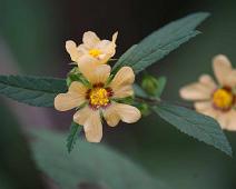 Blomst   Highland, Santa Cruz Island : Highland, Santa Cruz Island