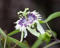 Blomst   Highland, Santa Cruz Island : Highland, Santa Cruz Island