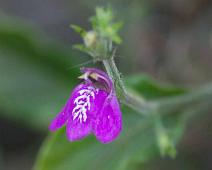 Blomst   Highland, Santa Cruz Island : Highland, Santa Cruz Island