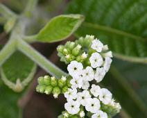 Blomst   Highland, Santa Cruz Island : Highland, Santa Cruz Island