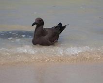 Lava Gull   Lava Gull (Leucophaeus fuliginosus), Puerto Ayora, Santa Cruz Island : Lava Gull (Leucophaeus fuliginosus), Puerto Ayora, Santa Cruz Island