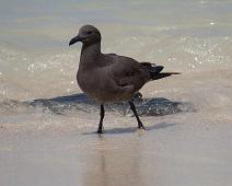 Lava Gull   Lava Gull (Leucophaeus fuliginosus), Puerto Ayora, Santa Cruz Island : Lava Gull (Leucophaeus fuliginosus), Puerto Ayora, Santa Cruz Island
