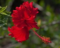 Hawaii rose   Puerto Ayora, Santa Cruz Island : Puerto Ayora, Santa Cruz Island