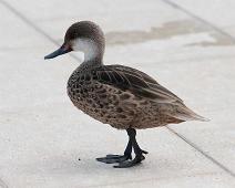 Galapagos and   Puerto Ayora, Santa Cruz Island, White cheeked Pintail (Anas bahamensis) : Puerto Ayora, Santa Cruz Island, White cheeked Pintail (Anas bahamensis)