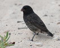 Ground Finch   Ground finch, Puerto Ayora, Santa Cruz Island : Ground finch, Puerto Ayora, Santa Cruz Island