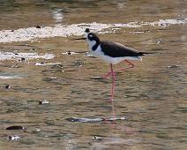 Black-necked Stilt (Himantopus mexicanus)   Black-necked Stilt (Himantopus mexicanus), Puerto Ayora, Santa Cruz Island : Black-necked Stilt (Himantopus mexicanus), Puerto Ayora, Santa Cruz Island
