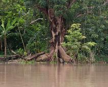 Langs Amazonas   Amazonas : Amazonas