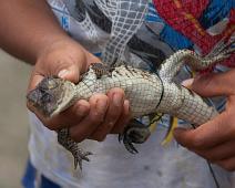 Der Maranon og Ucayali river møtes   Amazonas, Grau : Amazonas, Grau