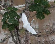 Der Maranon og Ucayali river møtes   Amazonas, Grau, Great Egret (Ardea alba) : Amazonas, Grau, Great Egret (Ardea alba)