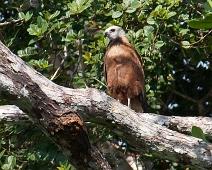 Kveldstur fra Lodge   Black collard hawk (Busarellus nigricollis), Yarapa river : Black collard hawk (Busarellus nigricollis), Yarapa river