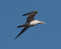 Kveldstur fra Lodge   Yarapa river, Yellow-billed tern (Sterna superciliaris) : Yarapa river, Yellow-billed tern (Sterna superciliaris)