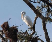 Kveldstur fra Lodge   Great Egret (Ardea alba), Yarapa river : Great Egret (Ardea alba), Yarapa river