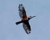 Kveldstur fra Lodge   Kingfisher Isfugl (Alcedo atthis), Yarapa river : Kingfisher Isfugl (Alcedo atthis), Yarapa river