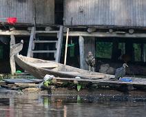 Kveldstur fra Lodge   Gribb, Yarapa river : Gribb, Yarapa river