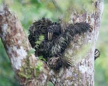 Morgenutflukt langs elven   Three-toed sloth, Yarapa river : Three-toed sloth, Yarapa river