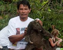Morgenutflukt langs elven   Three-toed sloth, Yarapa river : Three-toed sloth, Yarapa river