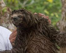 Morgenutflukt langs elven   Three-toed sloth, Yarapa river : Three-toed sloth, Yarapa river
