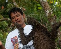 Morgenutflukt langs elven   Three-toed sloth, Yarapa river : Three-toed sloth, Yarapa river
