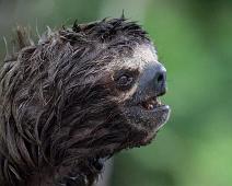 Morgenutflukt langs elven   Three-toed sloth, Yarapa river : Three-toed sloth, Yarapa river
