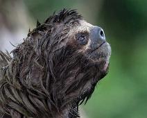 Morgenutflukt langs elven   Three-toed sloth, Yarapa river : Three-toed sloth, Yarapa river
