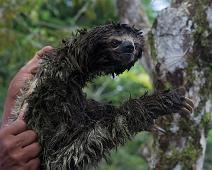 Morgenutflukt langs elven   Three-toed sloth, Yarapa river : Three-toed sloth, Yarapa river