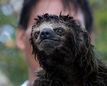 Morgenutflukt langs elven   Three-toed sloth, Yarapa river : Three-toed sloth, Yarapa river