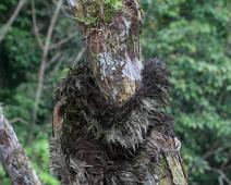 Morgenutflukt langs elven   Three-toed sloth, Yarapa river : Three-toed sloth, Yarapa river