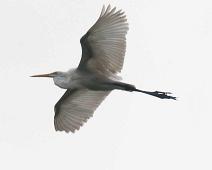 Morgenutflukt langs elven   Great Egret (Ardea alba), Yarapa river : Great Egret (Ardea alba), Yarapa river