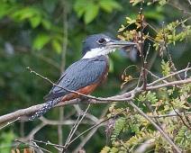 Morgenutflukt langs elven   Kingfisher Isfugl (Alcedo atthis), Yarapa river : Kingfisher Isfugl (Alcedo atthis), Yarapa river