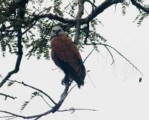 Lødag 4. april   Yarapa river, Yellow-headed Caracara (Milvago chimachima) : Yarapa river, Yellow-headed Caracara (Milvago chimachima)