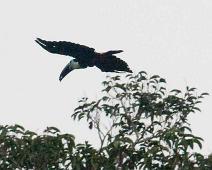 På tur langs elva   Tucan, Yarapa river : Tucan, Yarapa river