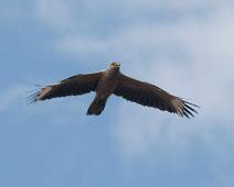 På tur langs elva   Yarapa river, Yellow-headed Caracara (Milvago chimachima) : Yarapa river, Yellow-headed Caracara (Milvago chimachima)