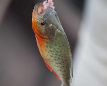 Fisketur etter Piranha   Yarapa river : Yarapa river