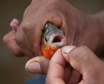 Fisketur etter Piranha   Yarapa river : Yarapa river