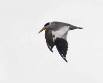 På vei til Nauta   Yarapa river, Yellow-billed tern (Sterna superciliaris) : Yarapa river, Yellow-billed tern (Sterna superciliaris)