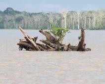 På vei til Nauta   Amazonas, Ucayali : Amazonas, Ucayali